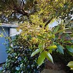 Charming Studio Cabin Under Oak Tree 2 Mins Walk To Magazine Quiet Neighborhood