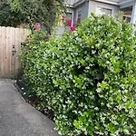 Walk To Jazz Fest From Garden Apartment