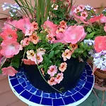 Bed & Breakfast La Dauphine