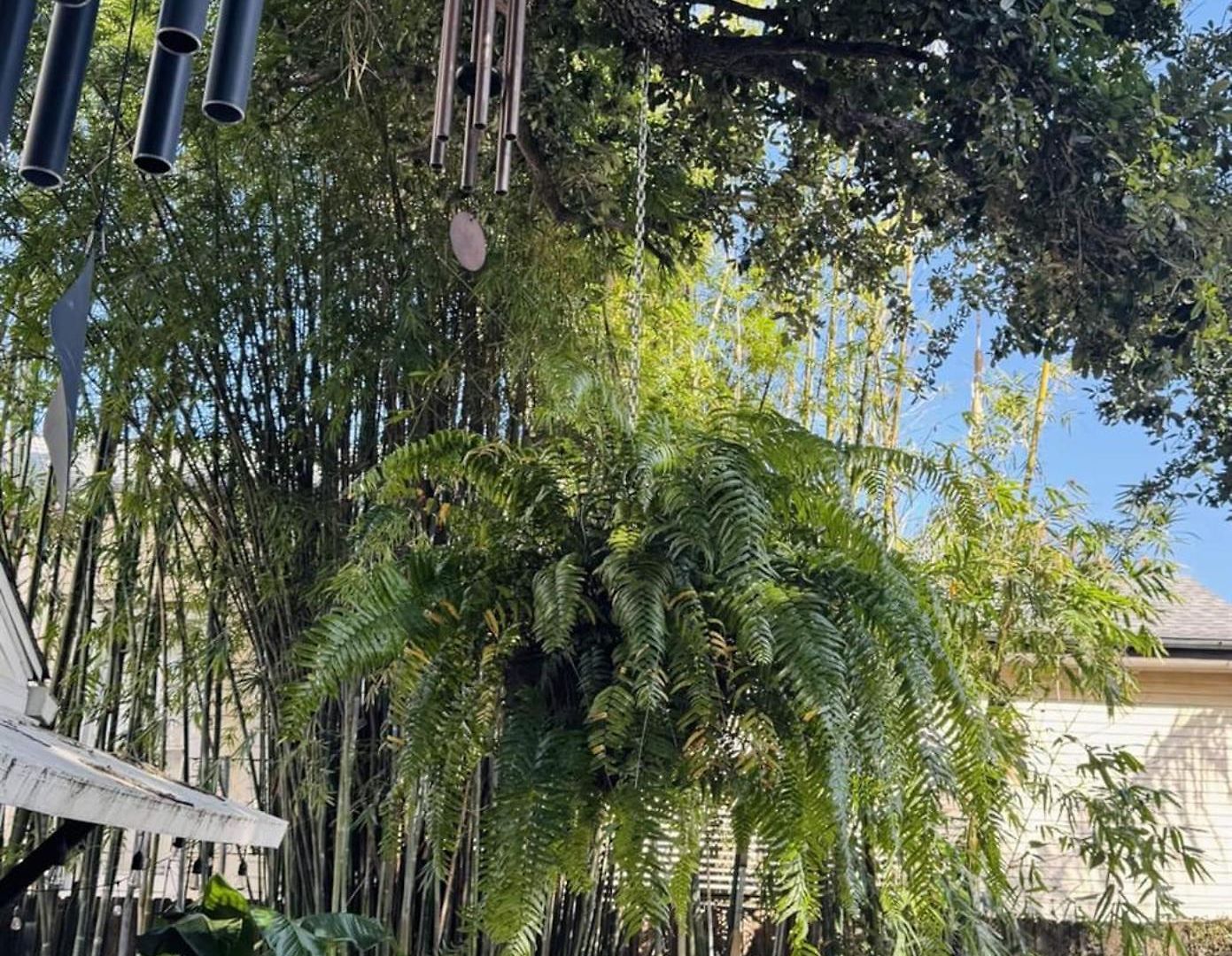 The Dragonfly Treme-historic Guesthouse-near French Quarter New Orleans