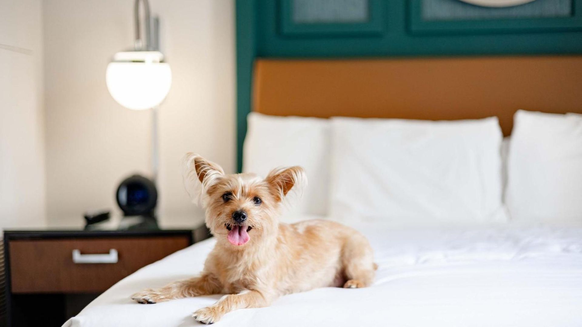 Hyatt Centric French Quarter 4* New Orleans