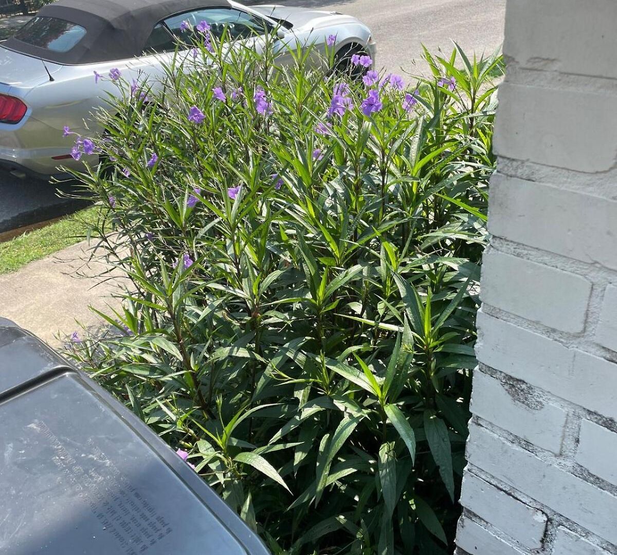 East Riverside- Great Location-quiet & * New Orleans