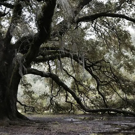 The Dragonfly Treme-close To French Quarter-heated Salt Pool Holiday home *