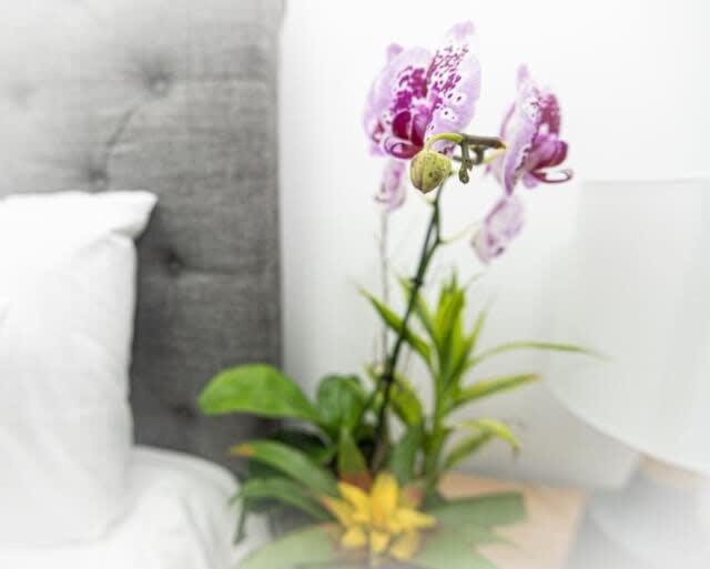 Amazing Modern 5 Bedroom Next To French Qt & Bourbon Bed & Breakfast 4*