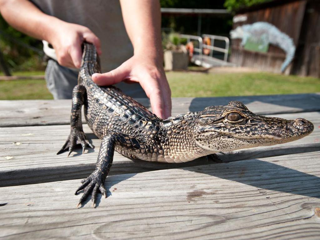 Creole Nest 2 New Orleans