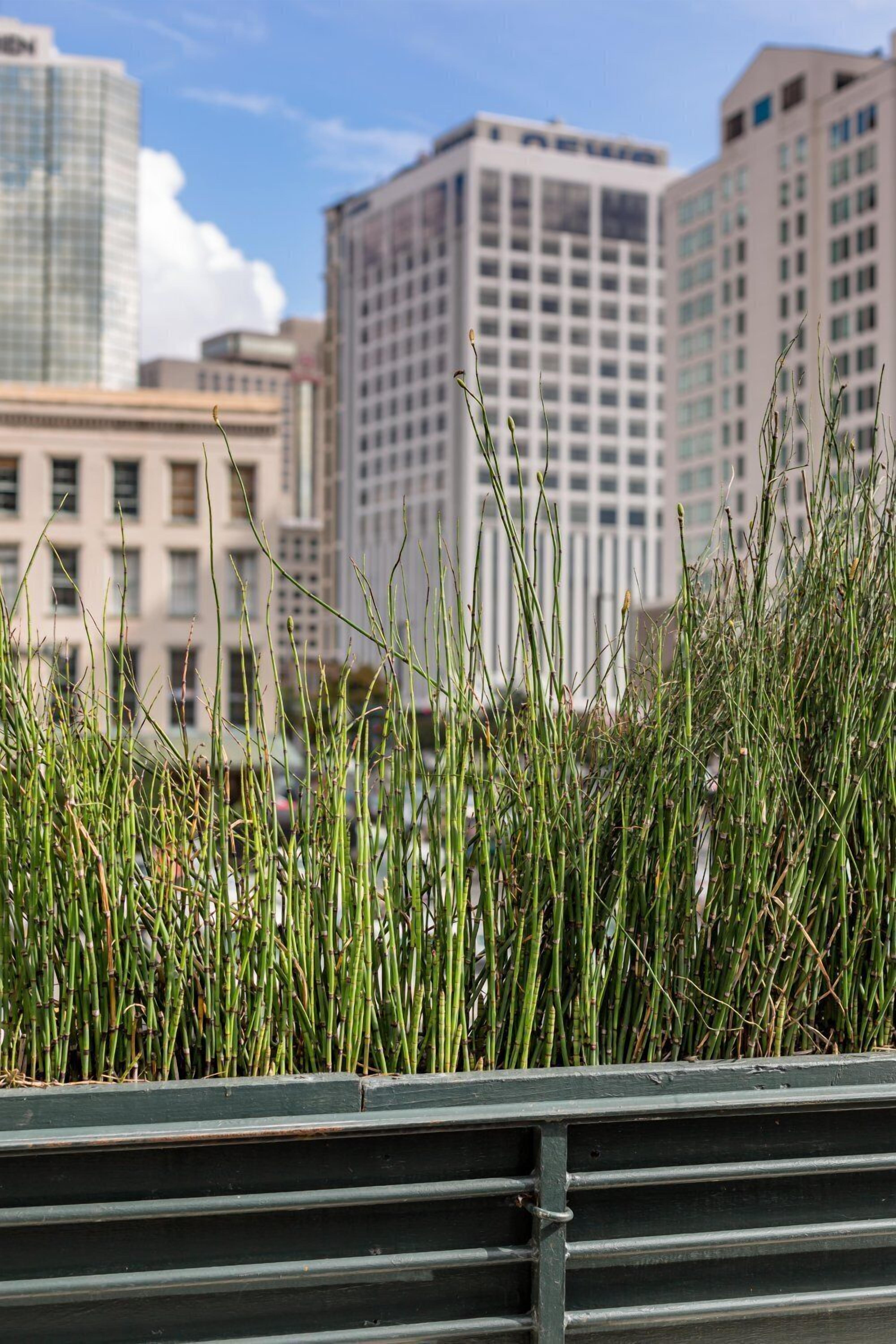 The Natchez Aparthotel