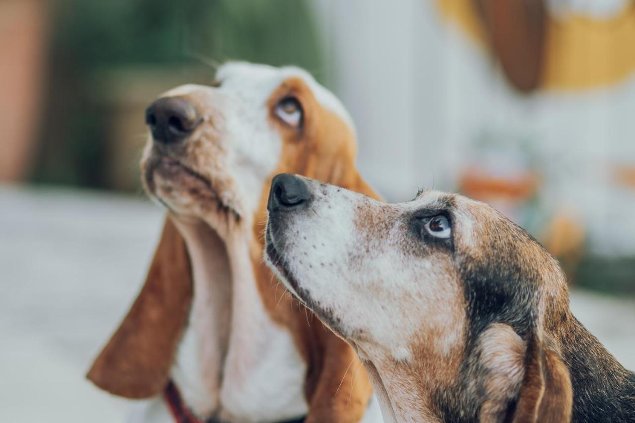 Chez Palmiers 2* New Orleans