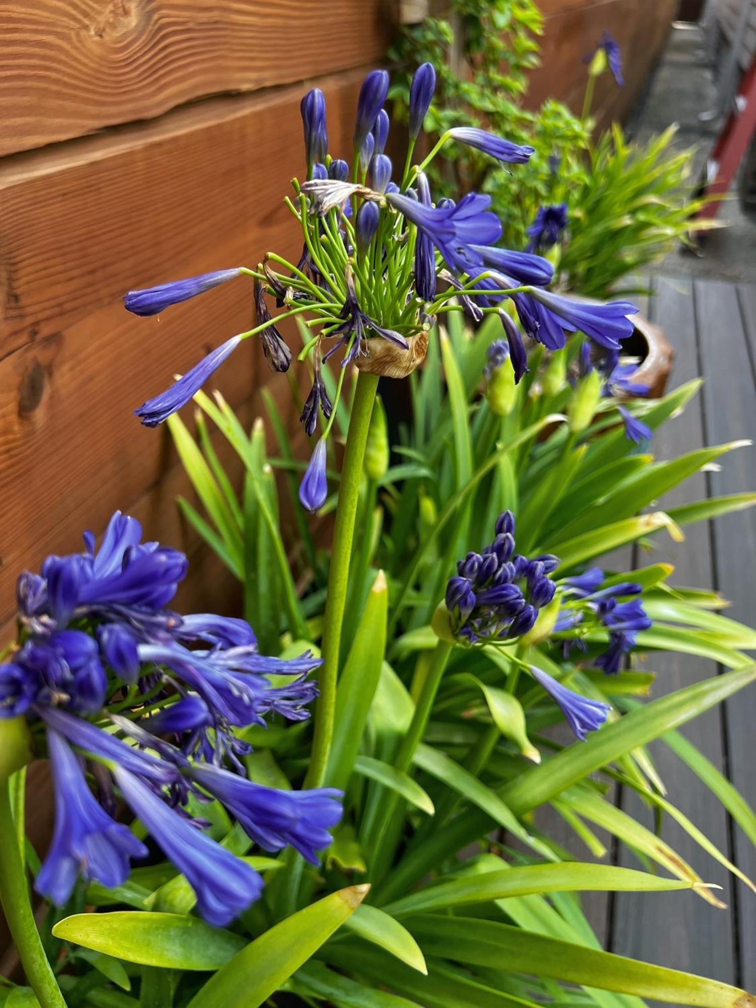 Luxury Historic Shotgun In Lower Garden District