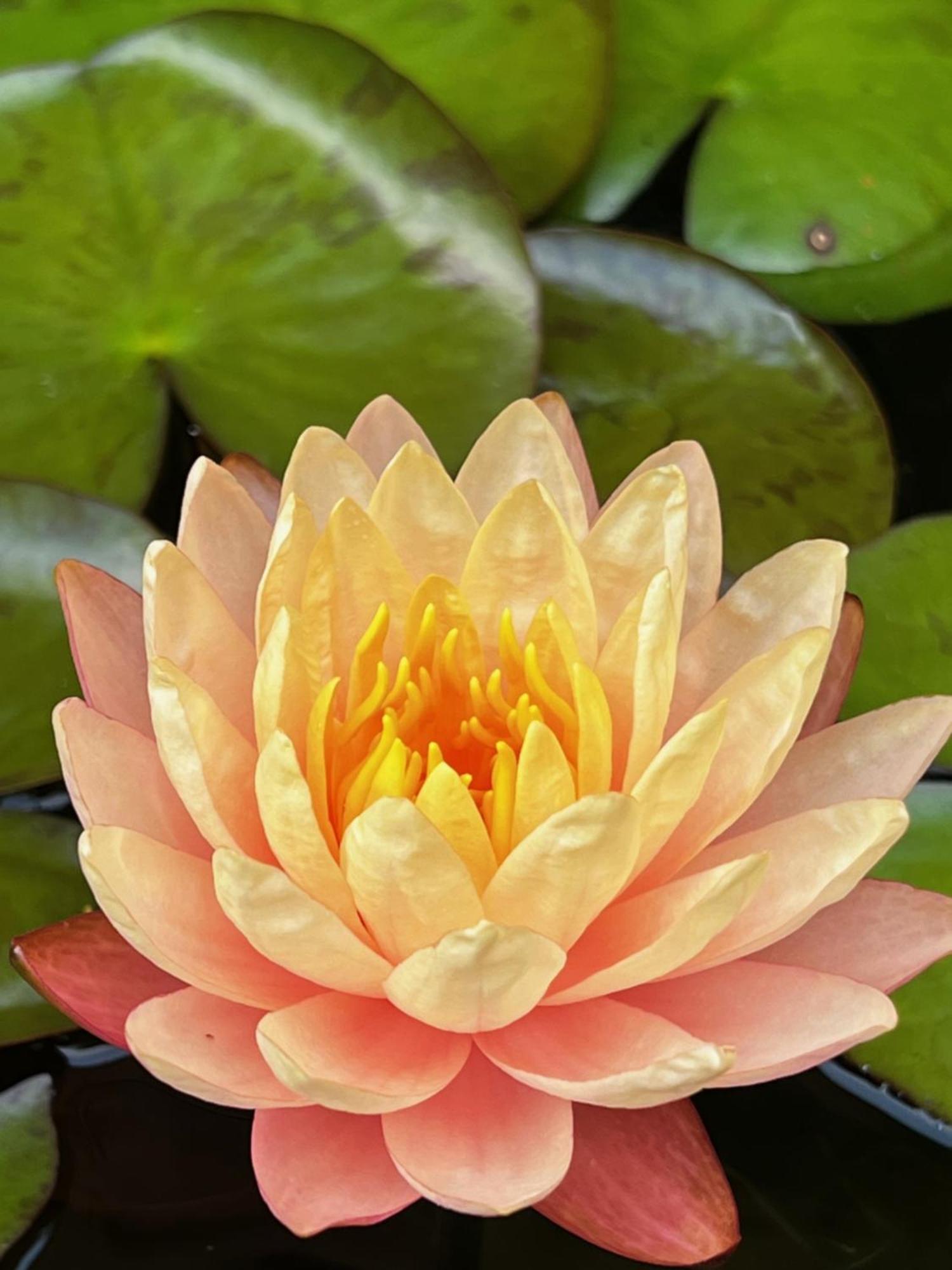 Holiday home Luxury Historic Shotgun In Lower Garden District New Orleans