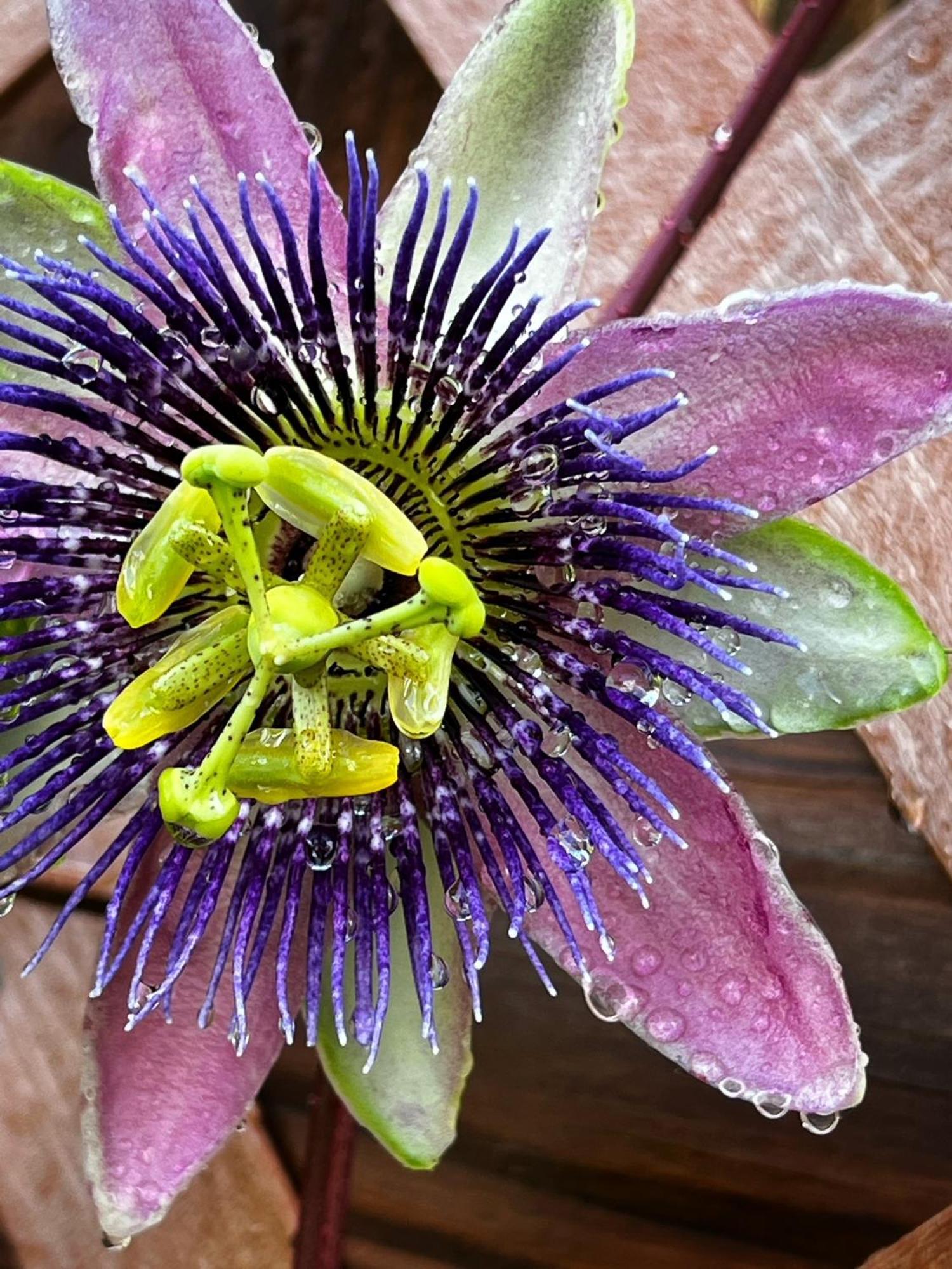 Luxury Historic Shotgun In Lower Garden District * New Orleans