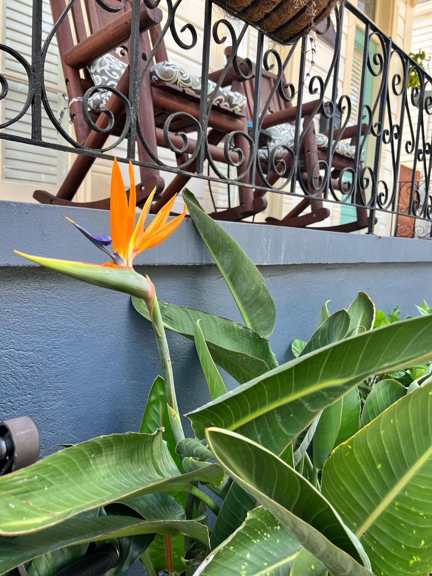 Luxury Historic Shotgun In Lower Garden District Holiday home