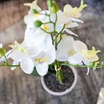 French Quarter Delight 9