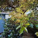 Charming Studio Cabin Under Oak Tree 2 Mins Walk To Magazine Quiet Neighborhood
