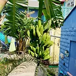Creole Gardens And