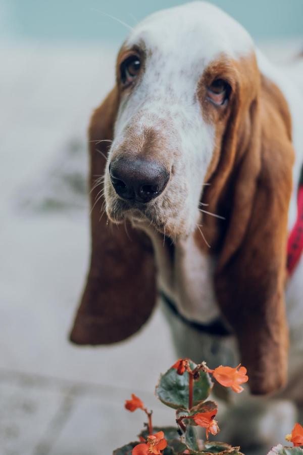 Bed & Breakfast Chez Palmiers New Orleans