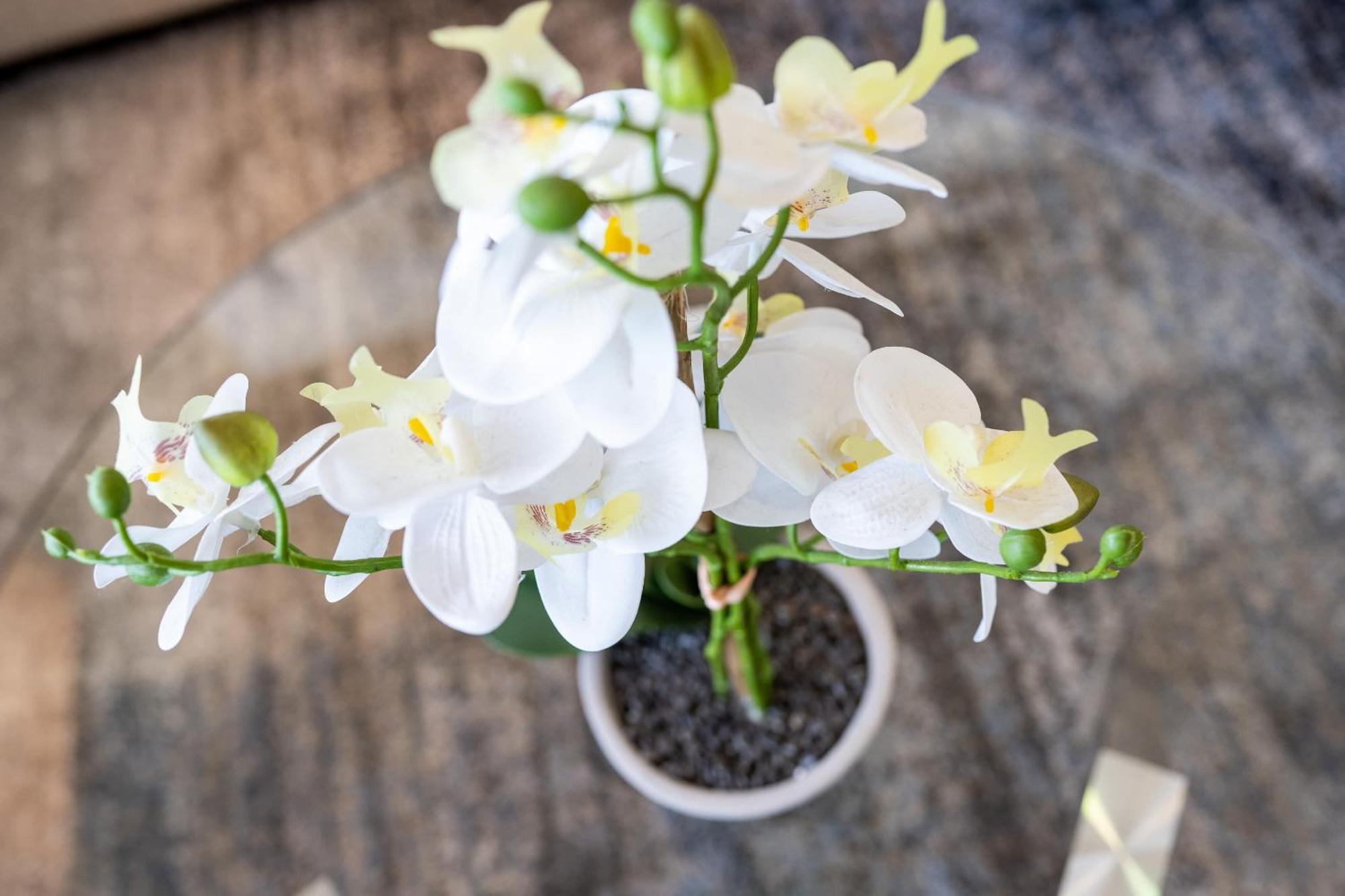 Apartment French Quarter Delight 9